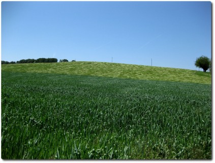 Wind im Weizenfeld