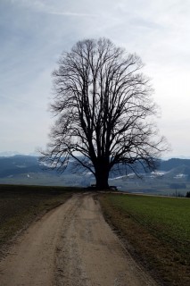 Aussichtsbaum ob Wintersey