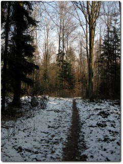 Winterlicher Waldtrail