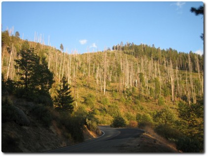 Anfahrt zum Yosemite Valley - Brandspuren