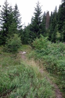 Buschtrail zum Schwarzsee